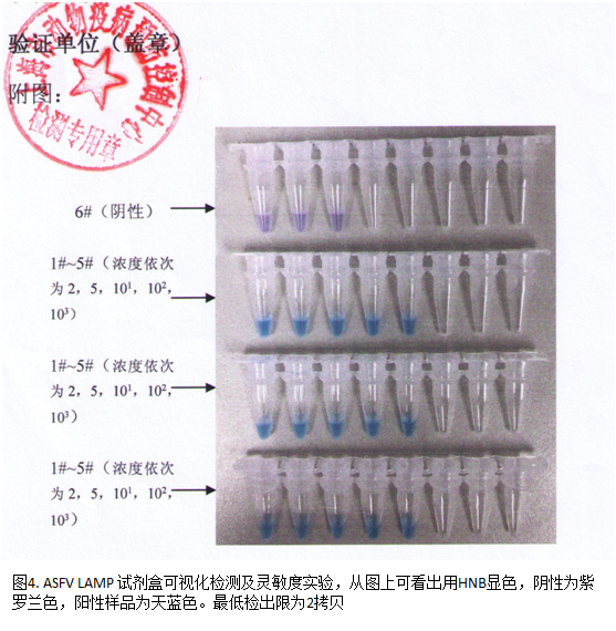 图4. ASFV LAMP 试剂盒可视化检测及灵敏度实验，从图上可看出用HNB显色，阴性为紫罗兰色，阳性样品为天蓝色。最低检出限为2拷贝.png